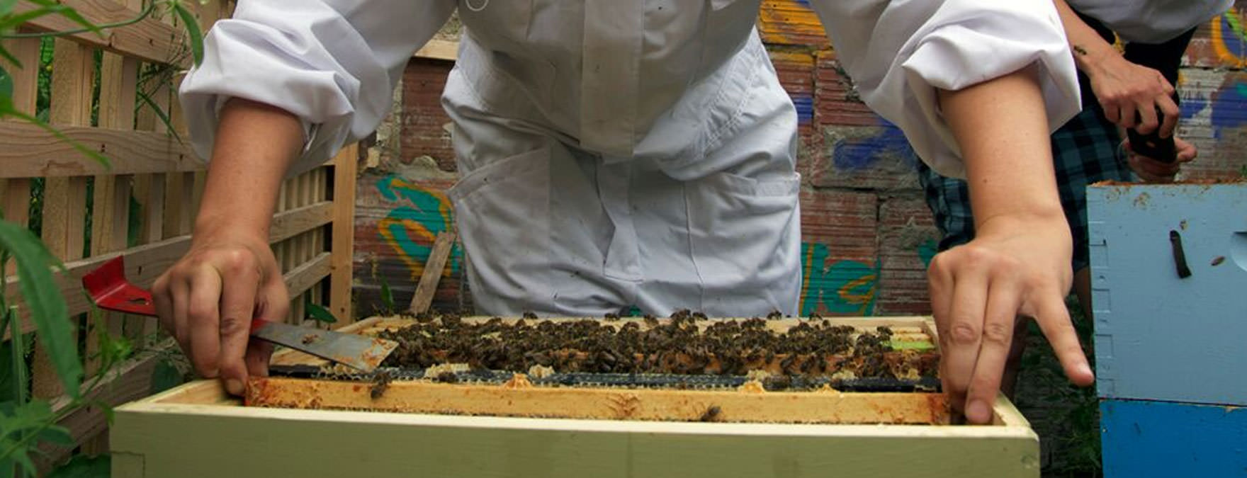 urban_apiary_beekeeping_THINK_resize