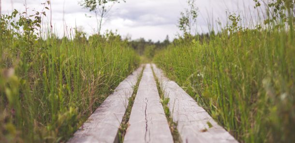a walking plank along thick grass in a bog