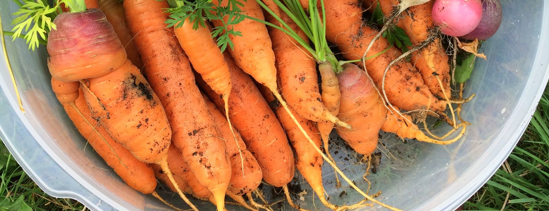 Ugly healthy orange carrots