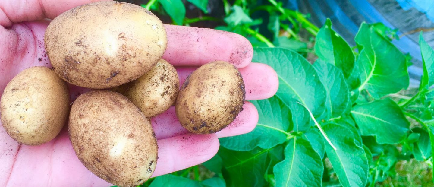 Growing potatoes