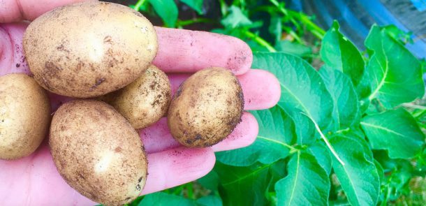 Growing potatoes