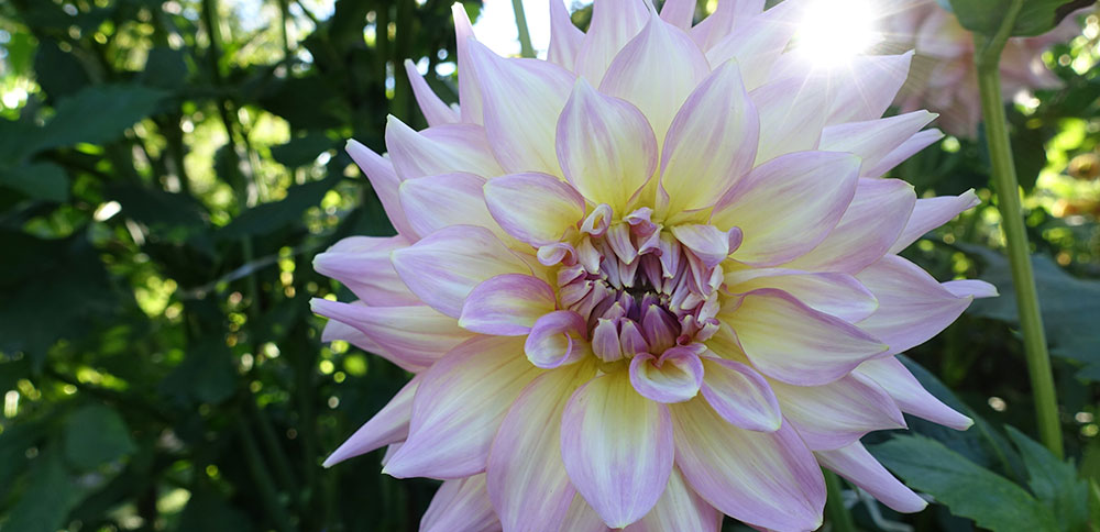 Flower garden